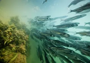 Spawning: Greenland, Underwater view of shoals of
