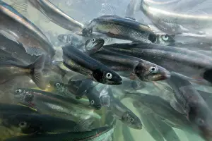 Spawning: Greenland, Underwater view of shoals of