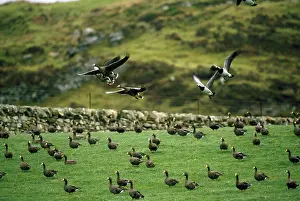Islay: Greenland White-Fronted Geese - flock