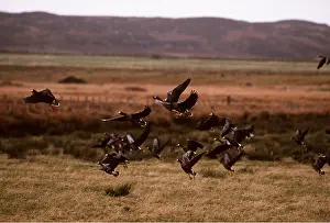 Islay: Greenland White-Fronted Geese - flock, in flight