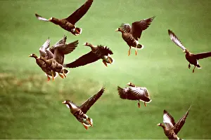 Islay: Greenland WHITE-FRONTED GEESE - group, in flight