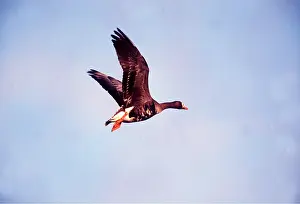 Islay: Greenland WHITE-FRONTED GOOSE - FLIGHT