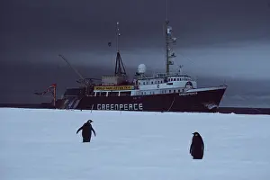 Edwin Mickleburgh: GREENPEACE