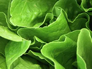 Leafy: Greens