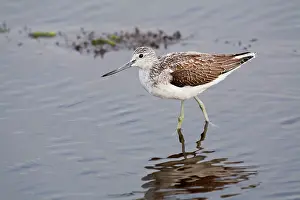 Nebularia: Greenshank