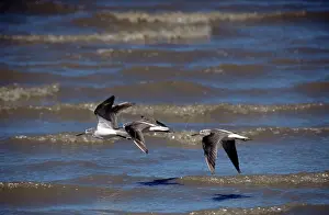 Nebularia: Greenshank