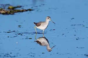 Greenshank: Greenshank