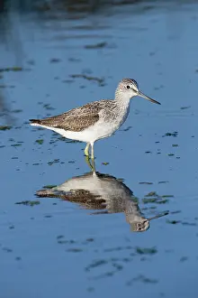 Greenshank: Greenshank