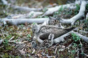 Nebularia: Greenshank - adult and young
