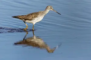 Nebularia: Greenshank - feeding in shallow water