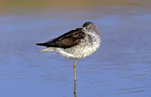 Nebularia: GREENSHANK - ON ONE LEG