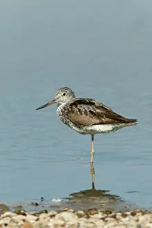 Nebularia: Greenshank - standing on one leg at waters edge relaxing