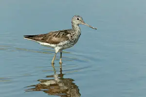 Nebularia: Greenshank - standing in shallow water on migration, August
