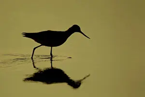 Tringa: Greenshank (Tringa nebularia) adult bird in a shallow