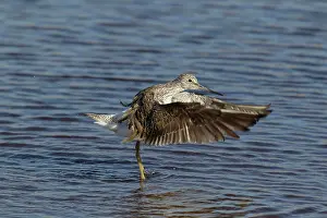 Nebularia: Greenshank - washing