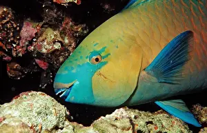 Wrasses: Greentroat Parrotfish, Sudan (Scarus prasiognathos)