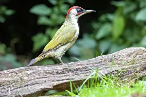 Woodpeckers: GREENWOODPECKER