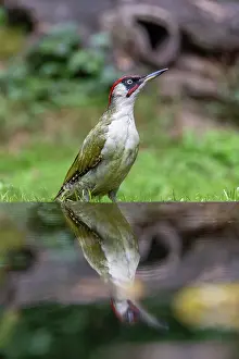 Woodpeckers: GREENWOODPECKER