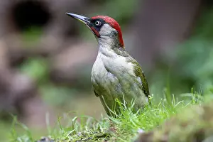 Woodpeckers: GREENWOODPECKER