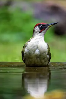 Woodpeckers: GREENWOODPECKER