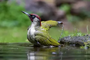 Woodpeckers: GREENWOODPECKER