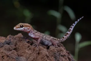 Ankarafantsika: Greeting head gecko (Paroedura stumpfii) in the
