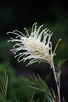Moonlight: Grevillea