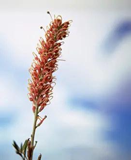 Grevillea: Grevillea