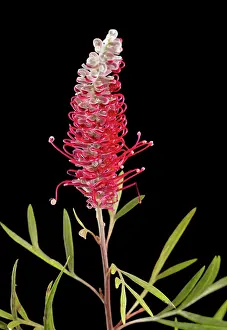 Toothbrush: Grevillea