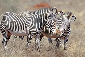 Nuzzling: GrevyIs Zebra - small group with pair nuzzling