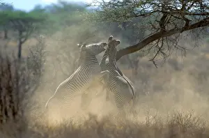Grevys: GrevyIs Zebra - stallions fighting