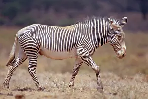 Grevys: GrevyIs Zebra - walking