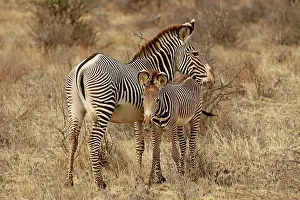 Grevy: Grevy's Imperial Zebra mother with young