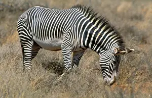 Grevy: Grevy's Zebra
