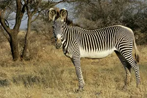 Grevy: Grevy's Zebra
