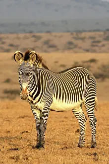 Grevy: Grevy's Zebra