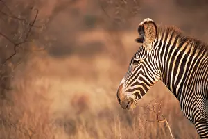Grevyi: Grevy's Zebra