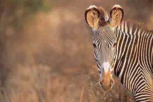 Grevyi: Grevy's Zebra