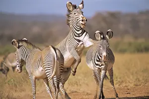 Grevyi: Grevy's Zebra