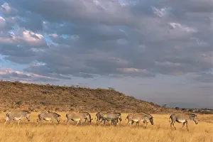 Grevyi: Grevy's Zebra