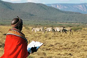 Grevyi: Grevy's Zebra