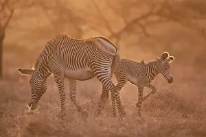 Stripey: Grevy's Zebra