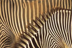 Grevyi: Grevy's Zebra