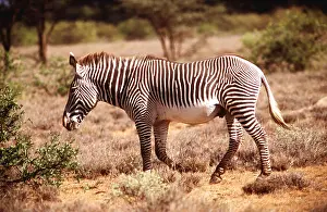 Grevys: GREVY'S ZEBRA