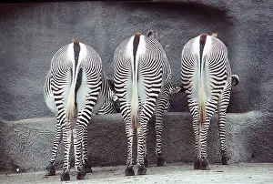 Grevys: GREVY'S ZEBRA - three