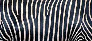 Grevy: Grevy's Zebra - Close up of stripes