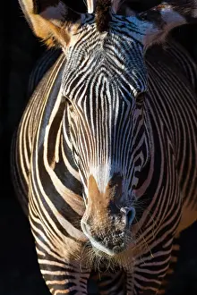 Grevyi: Grevy's zebra (Equus grevyi)