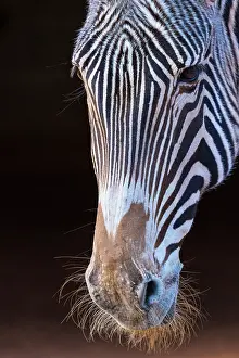 Grevyi: Grevy's zebra (Equus grevyi)