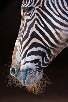Grevyi: Grevy's zebra (Equus grevyi)