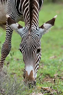 Grevy: Grevy's Zebra (Equus grevyi), Samburu National